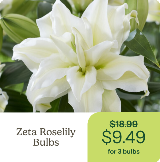 Zeta Roselily Bulbs