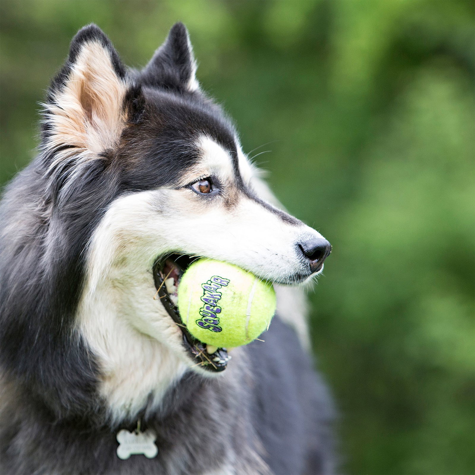 Take 20% Off Toys, Treats, and More for Your Pet with Code SAVE20