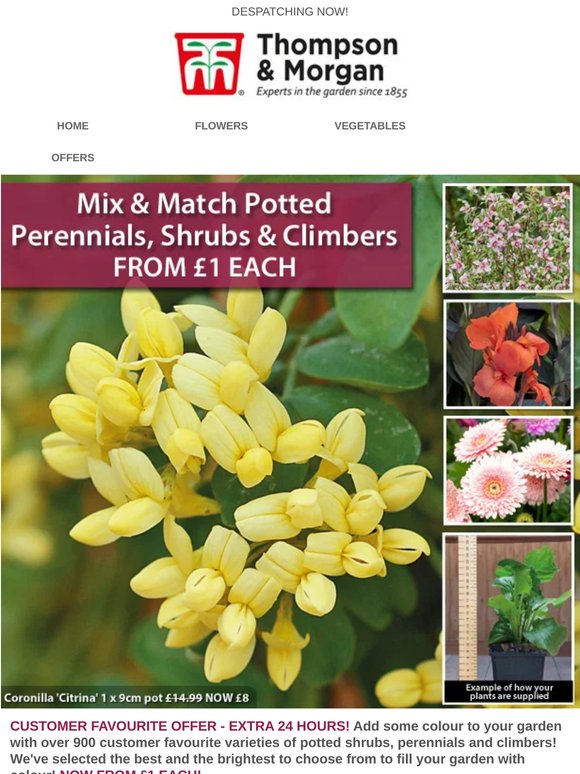 FROM £1! Mix & Match Potted Perennials, Shrubs & Climbers. EXTRA 24 HOURS!
