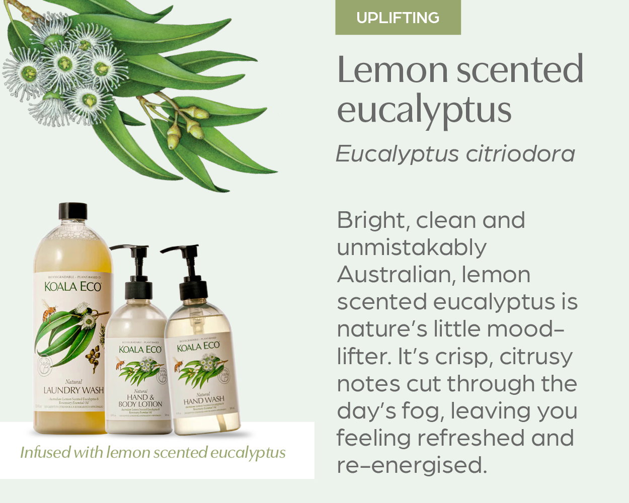 Lemon scented eucalyptus: used in Koala Eco Laundry Wash, Hand Wash & Hand & Body Lotion