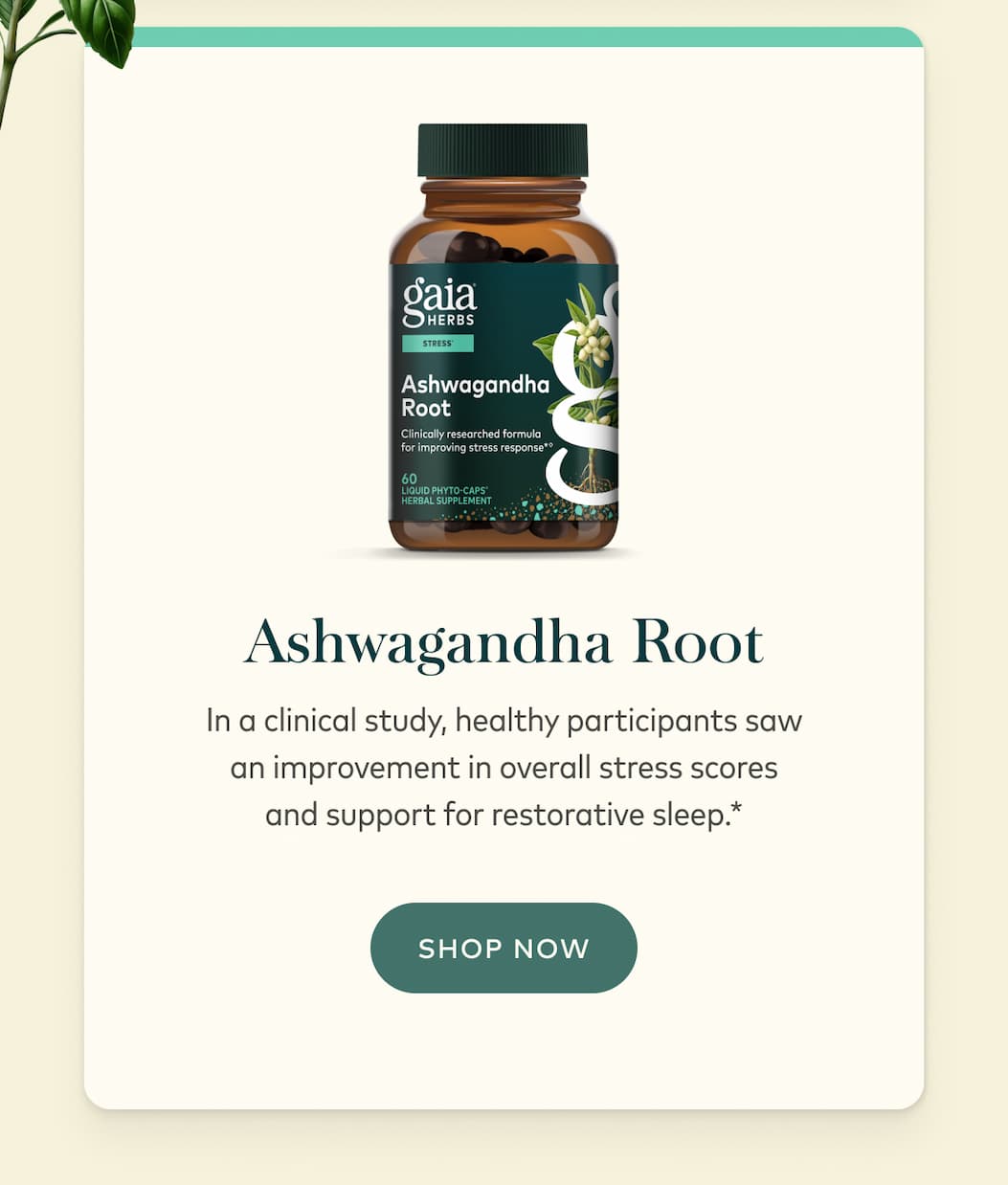 Ashwagandha Root