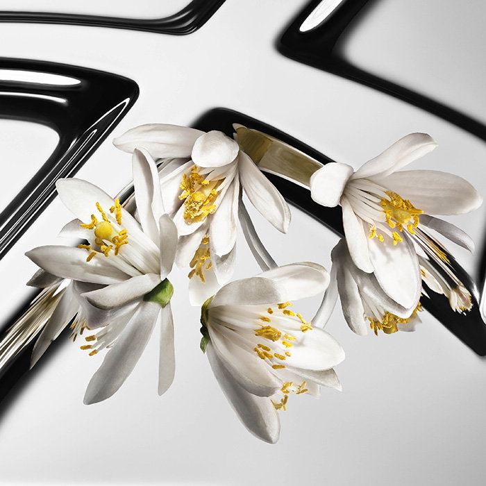Macro shot of delicate white orange blossoms.