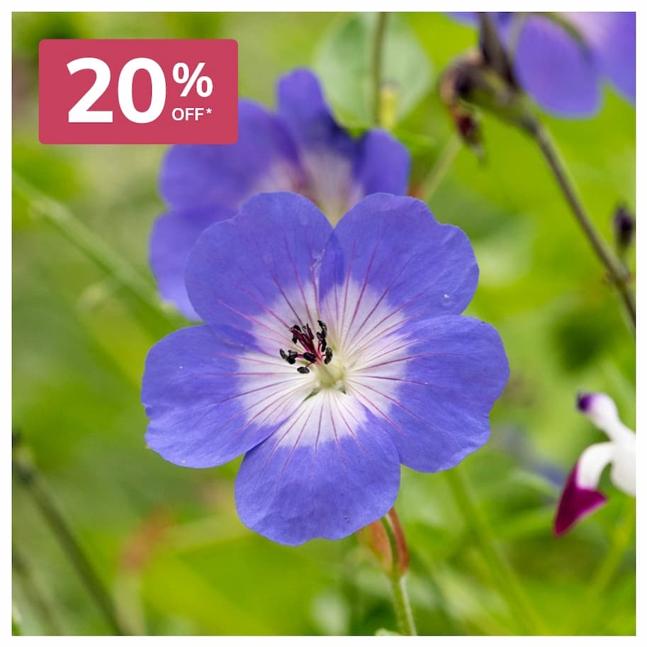 Geranium Rozanne