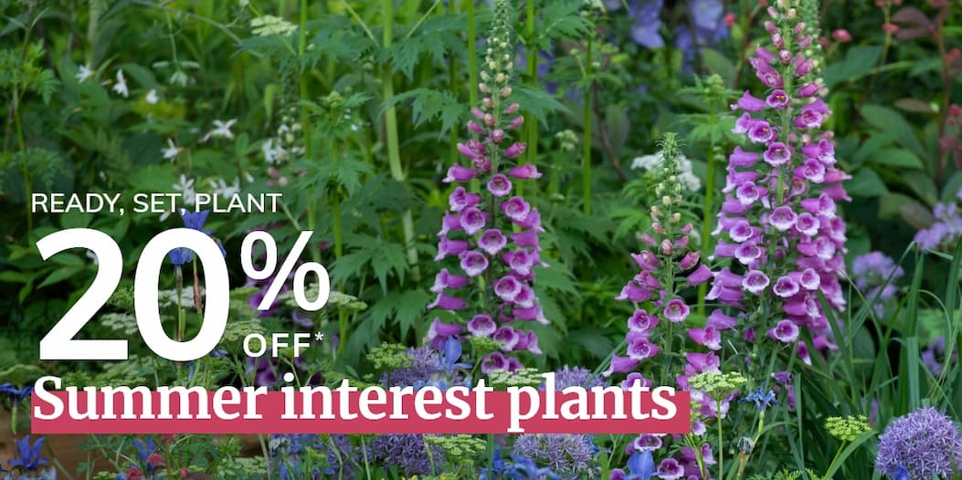 Summer interest plants 