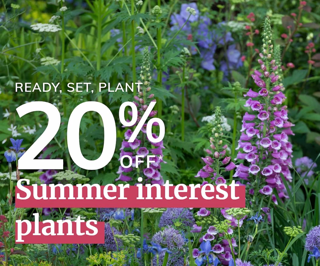 Summer interest plants 