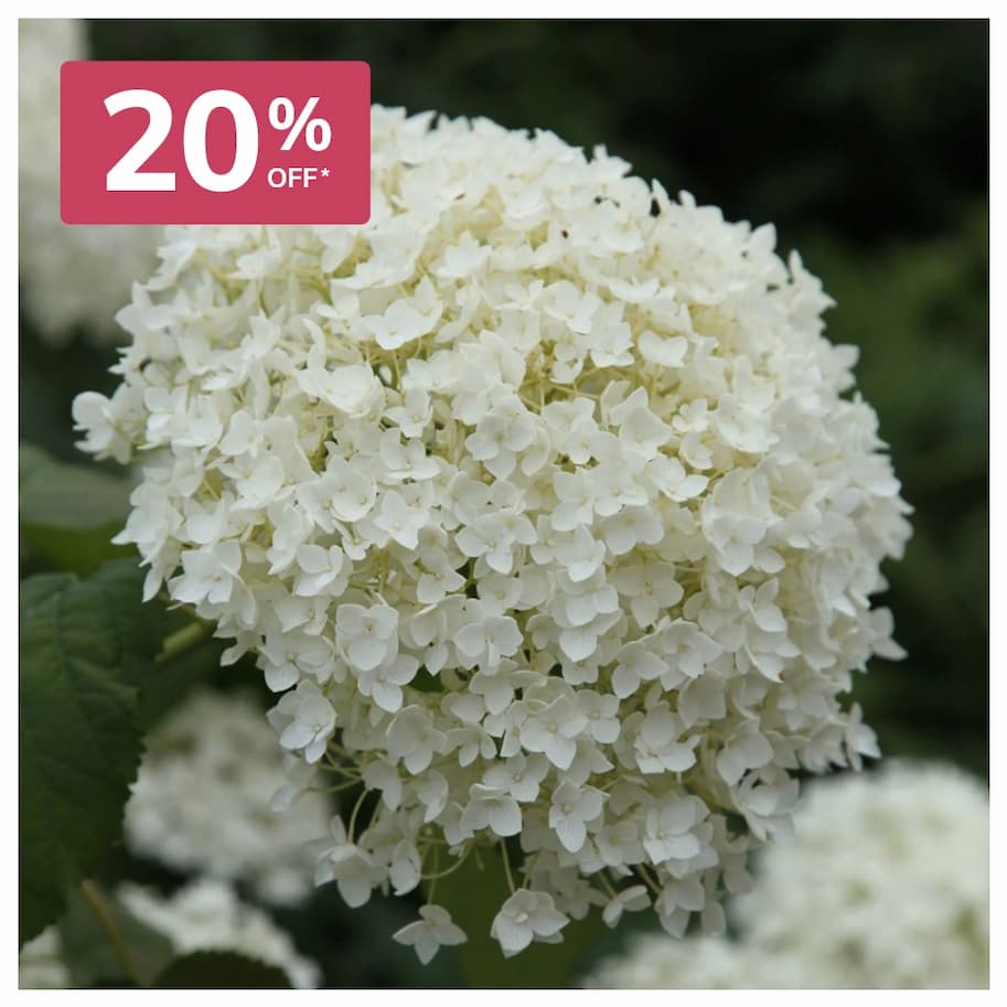 Hydrangea Annabelle
