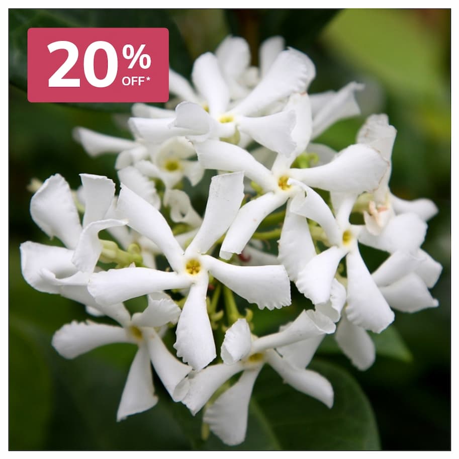 Star Jasmine