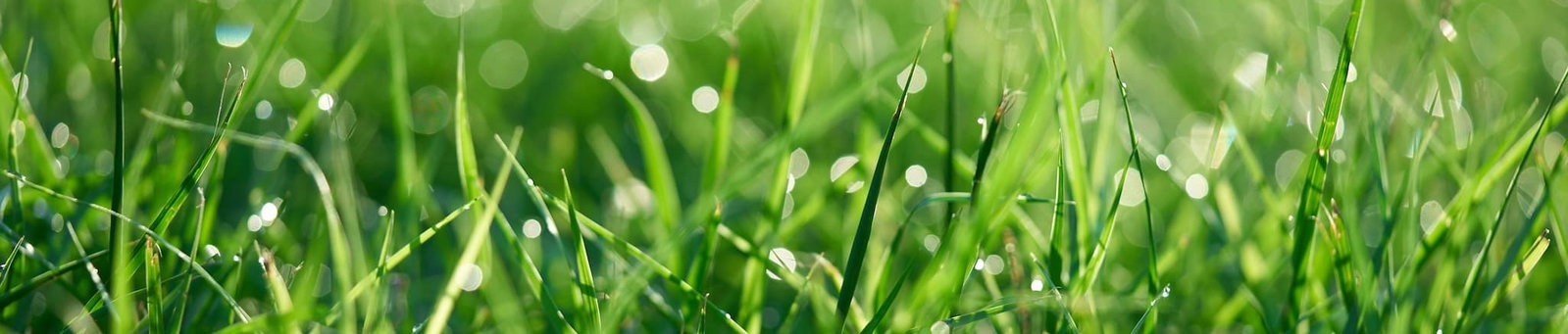 Lawn Maintenance During Drought: Keep Your Lawn Healthy & Green