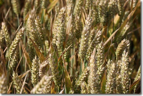Einkorn Ancient Grain image