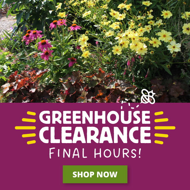 Final day to order plants & bulbs for spring delivery