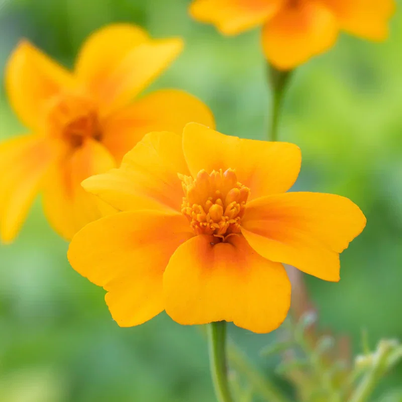Tagetes 'Tangerine Gem' Seeds