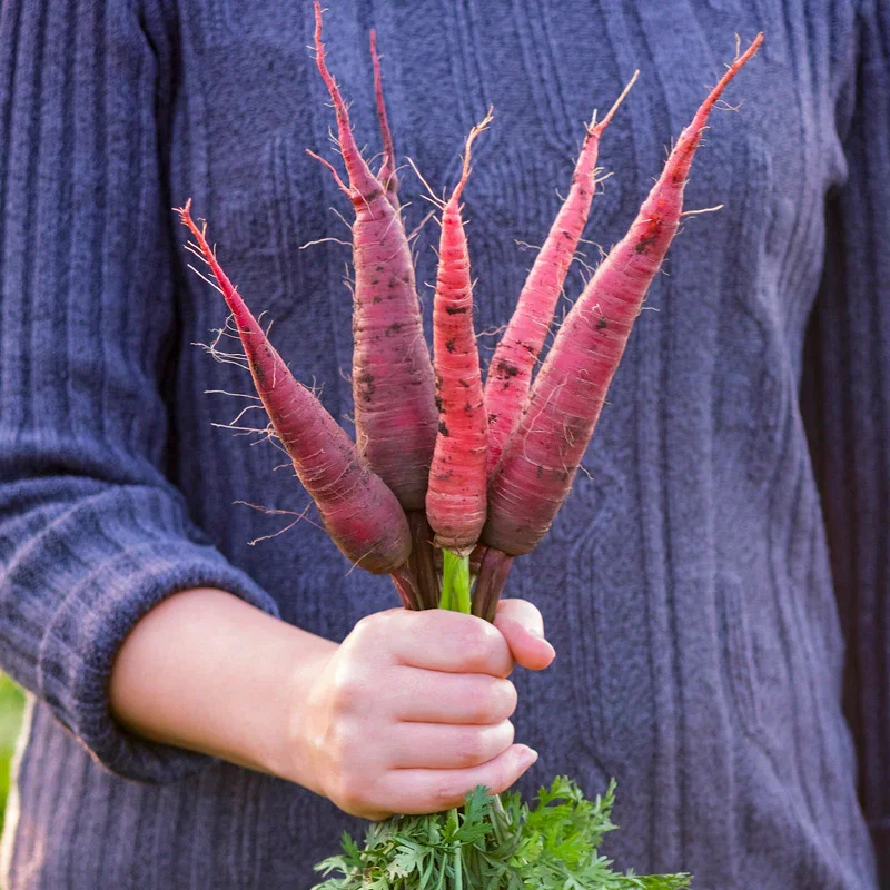Carrot 'Cosmic Purple' Seeds