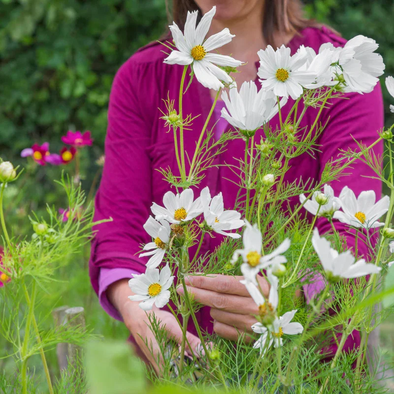 Cosmos 'Purity' Seeds