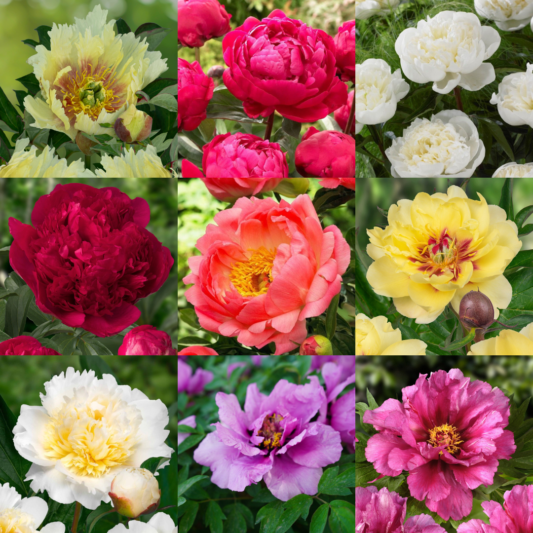 Peony Plants - In Bud & Bloom