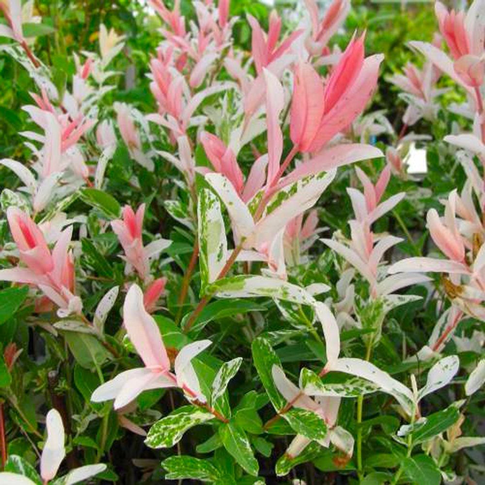 Salix integra Flamingo - Large 'Flamingo Tree' Shrub