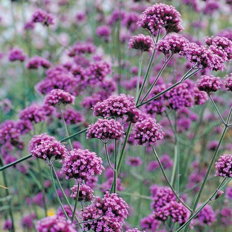 Verbena bonariensis - Pack of 3