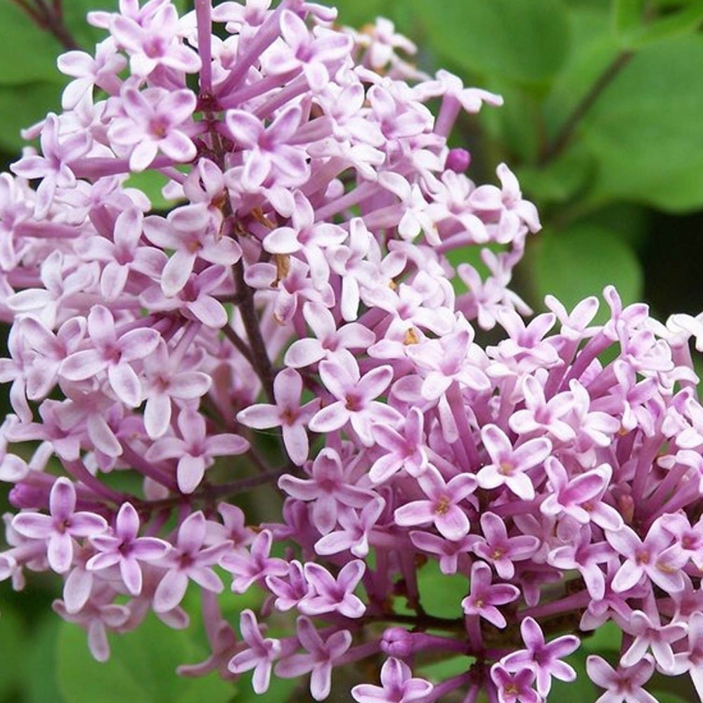 Syringa Palibin - In Bud & Bloom