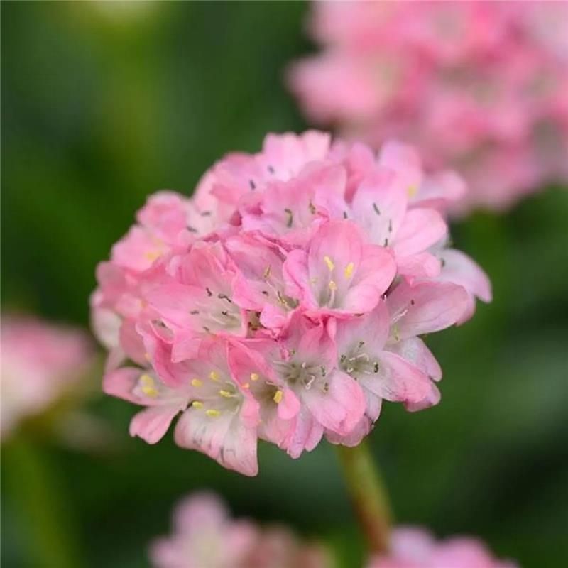 Armeria Dreameria Day Dream - In Bud & Bloom