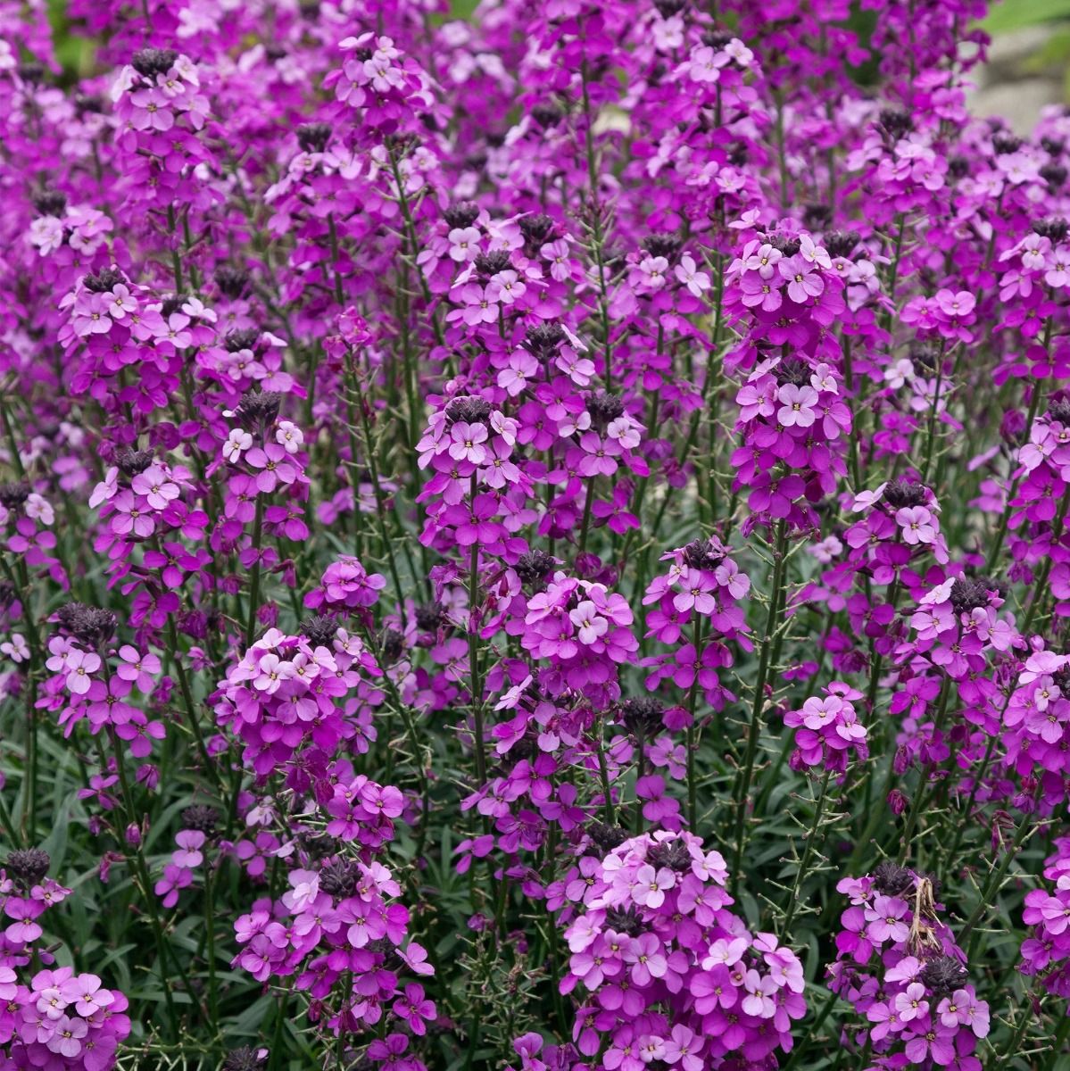 Erysimum Bowles Mauve - Pack of 3 - In Bud & Bloom