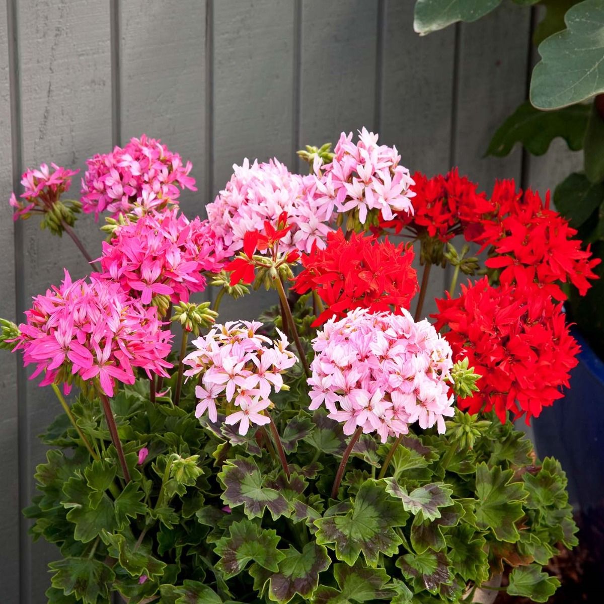 Large Geranium Quantum Mixed