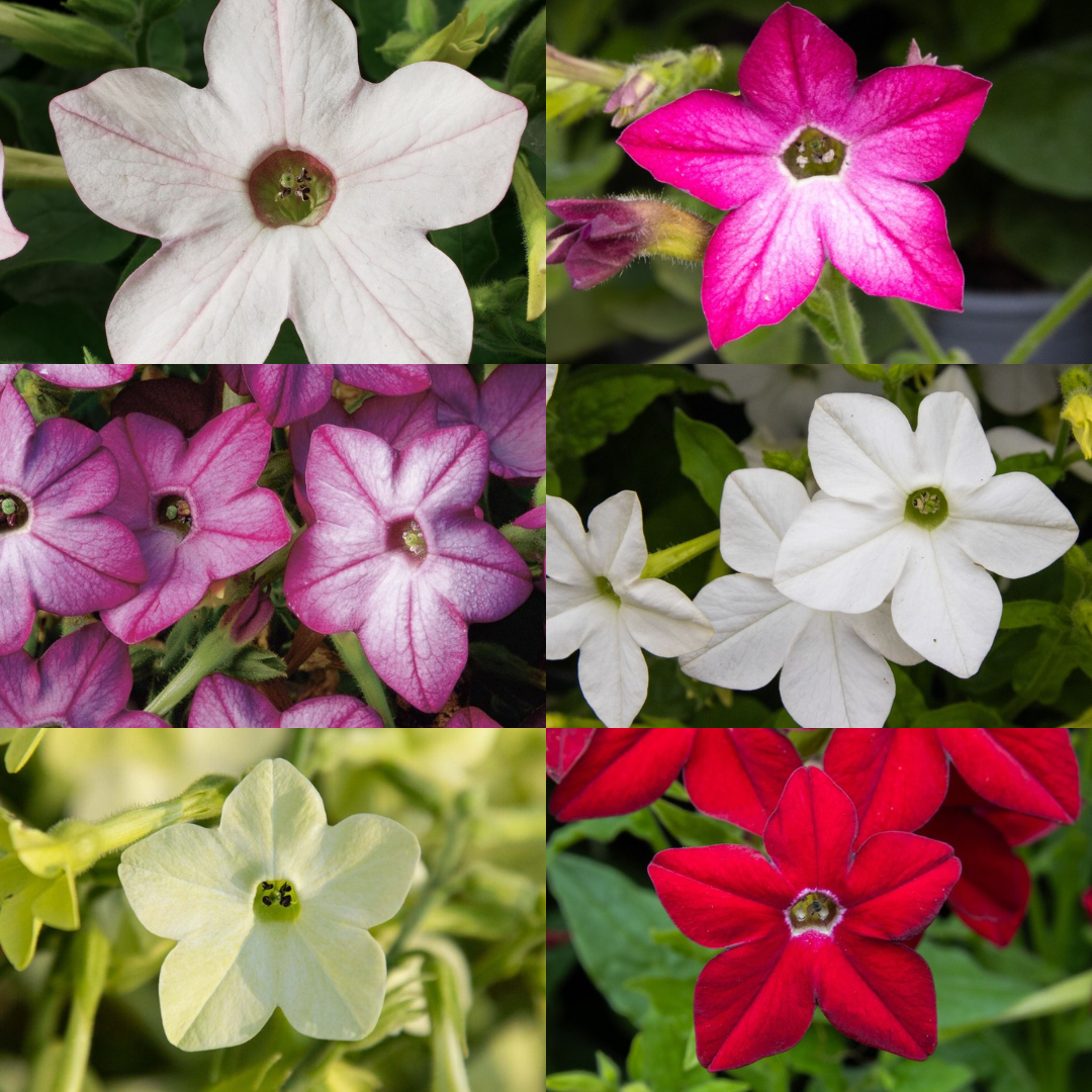 Nicotiana Plants