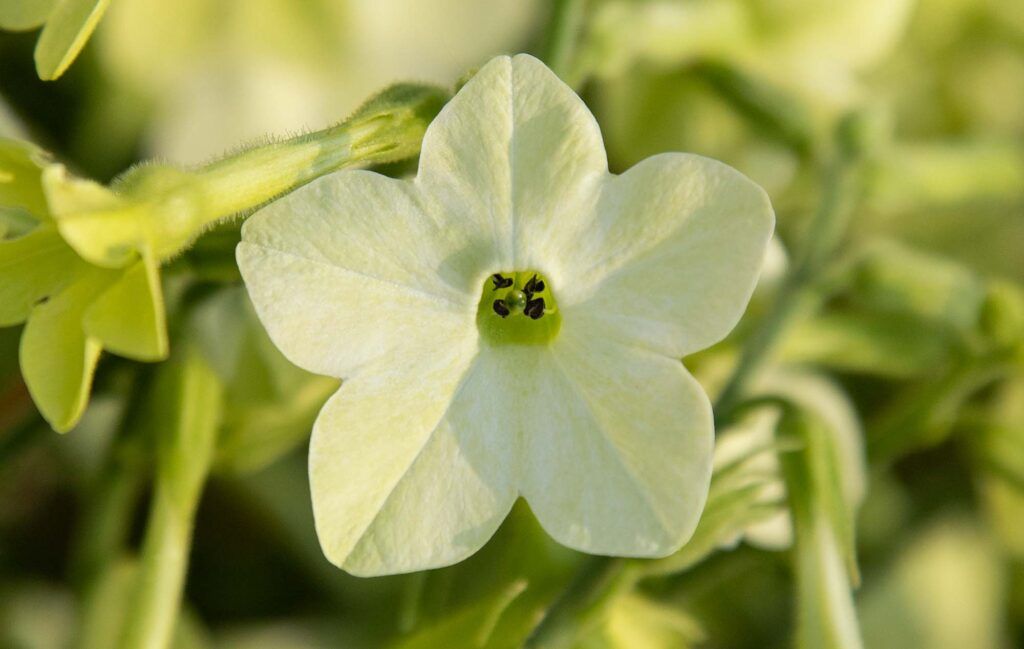 Large Nicotiana Plant - ‘Lime Green’