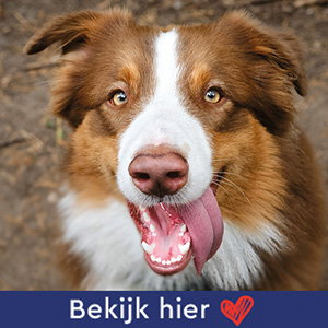 Hond