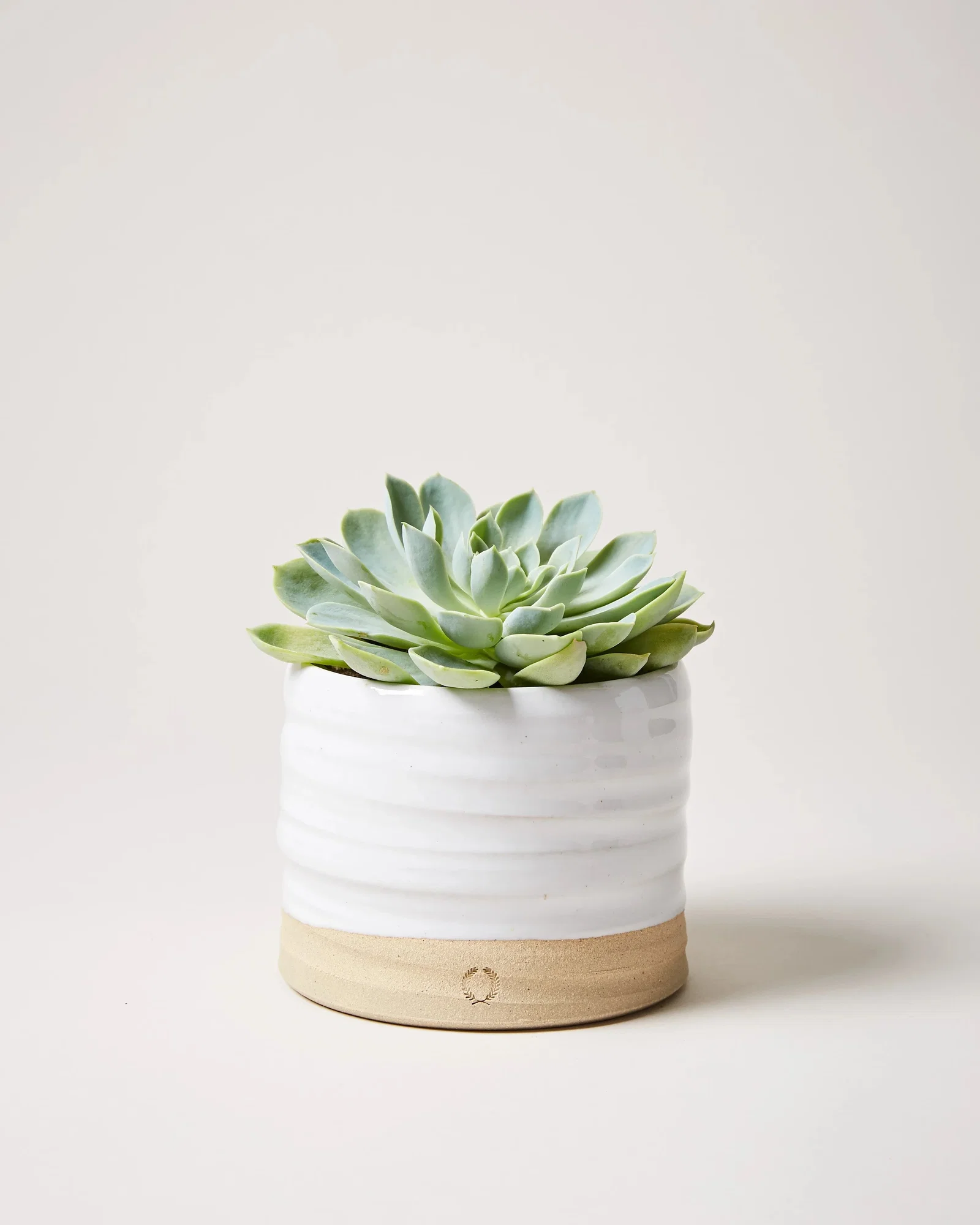 Image of Trunk Garden Pot - Second