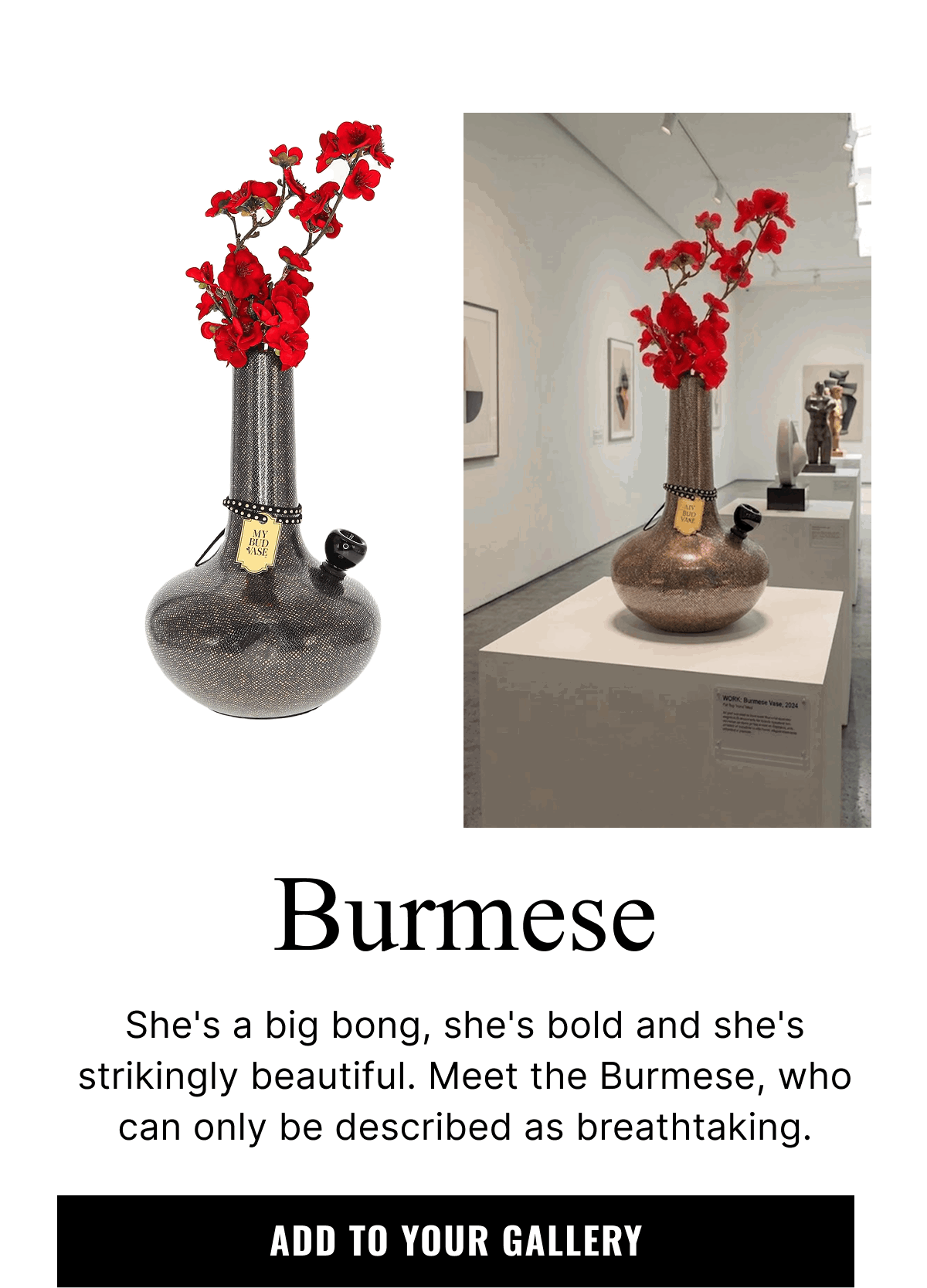 Burmese | Add to Your Gallery