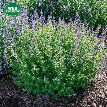 Catnip Seed