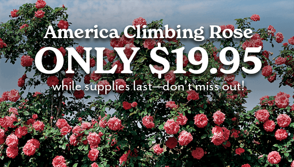 America Rose $19.95