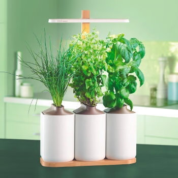 Le potager intérieur connecté Lilo