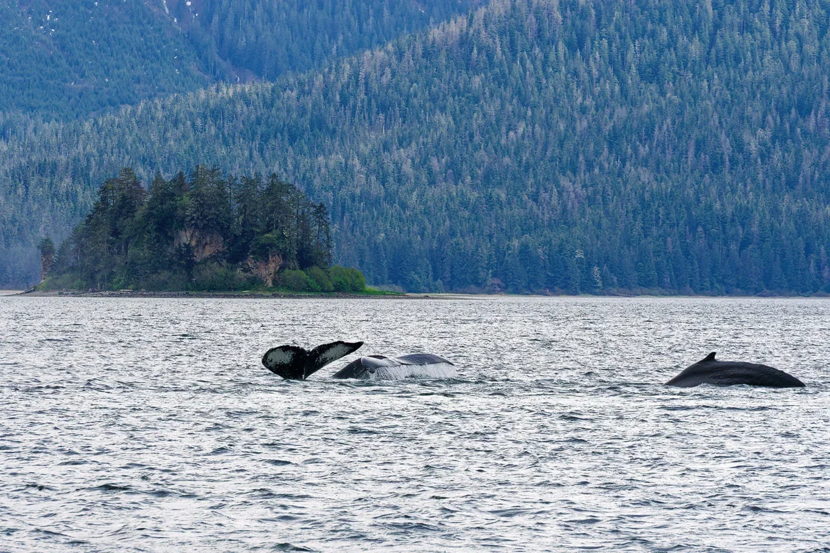 Whale Watching nahe Icy Strait Point