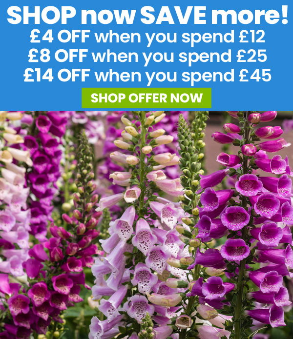 SHOP now SAVE more!