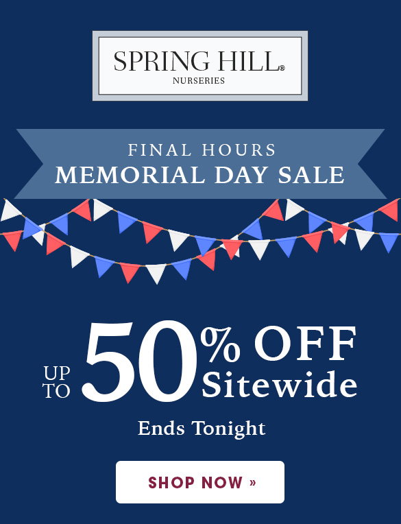 SALE | Save up to 50%