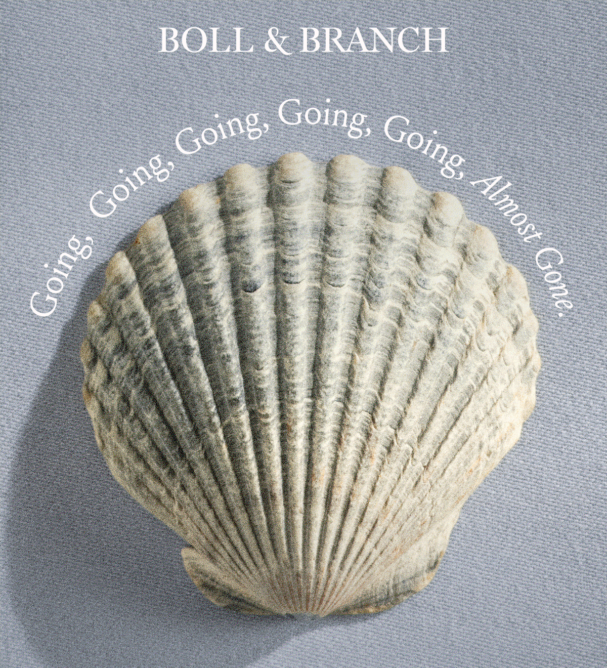 Boll & Branch