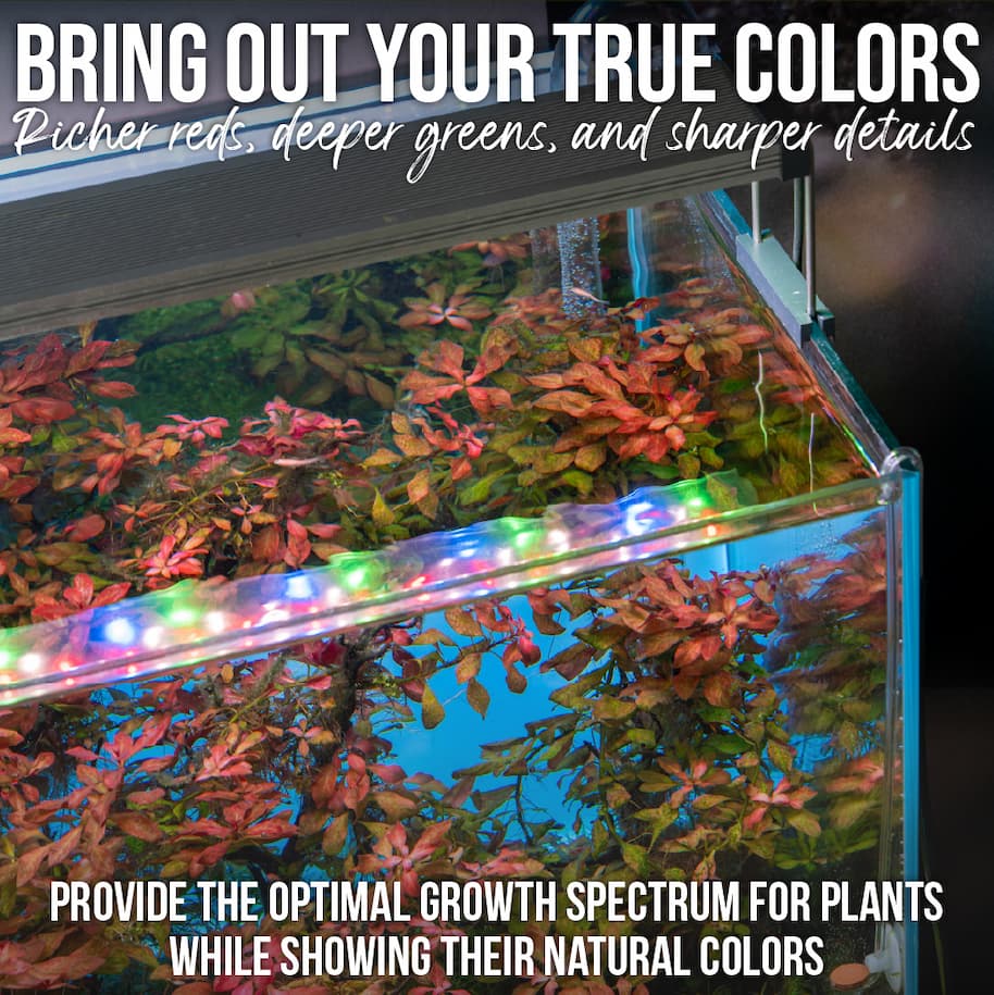 Aquarium Lighting