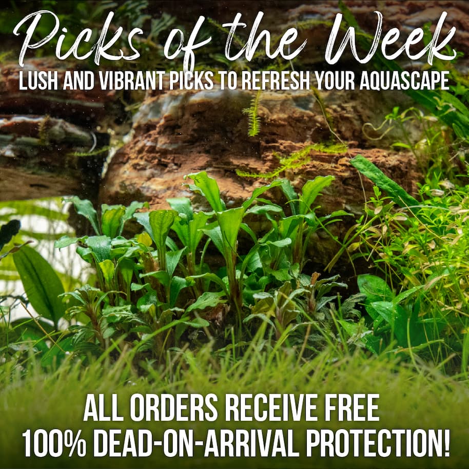 Aquarium Plants Available
