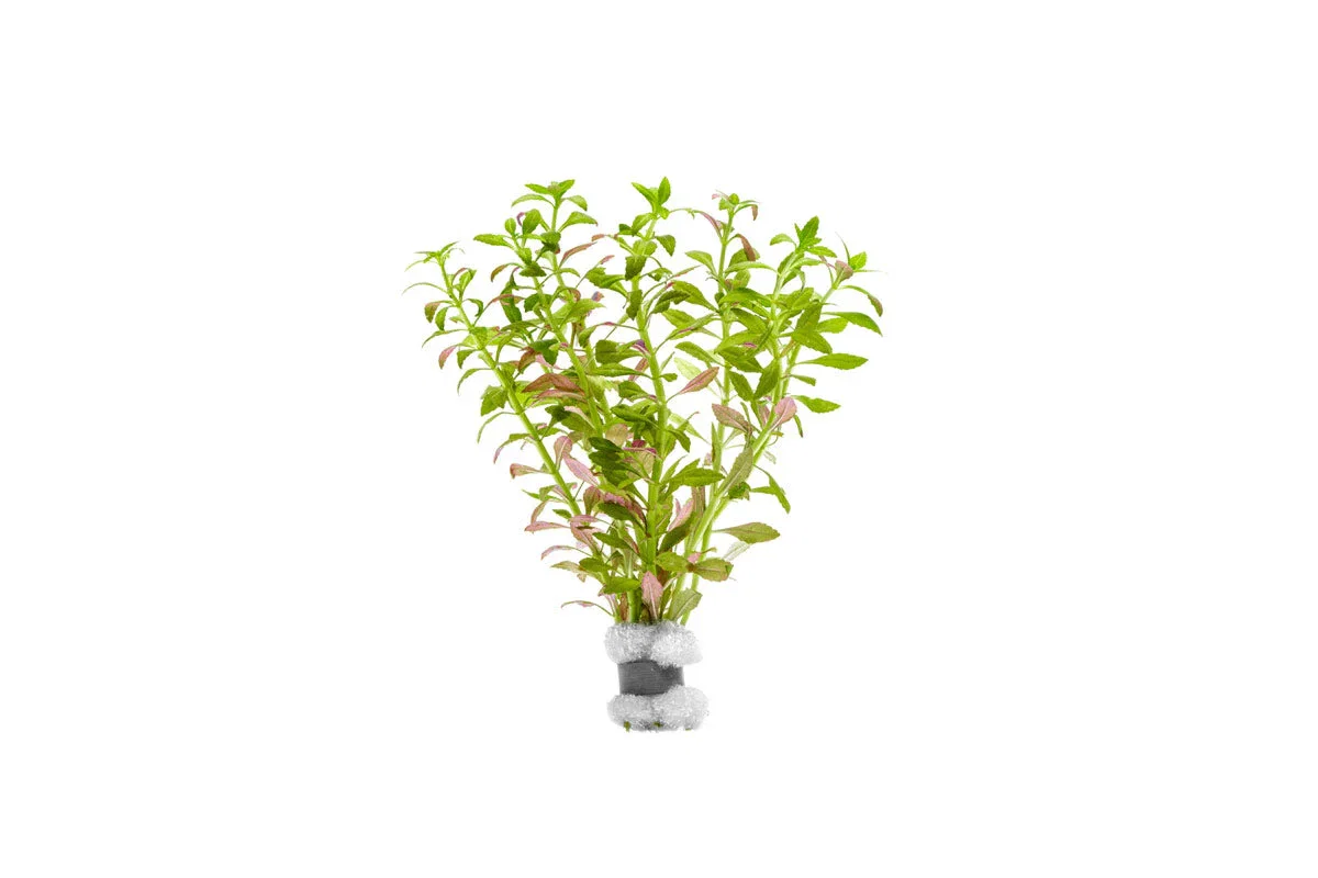 Image of Limnophila Aromatica Mini