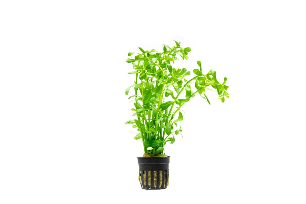 Image of Hedyotis Salzmannii