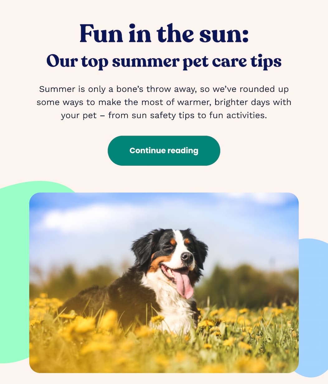 Fun in the sun: Our top summer pet care tips.