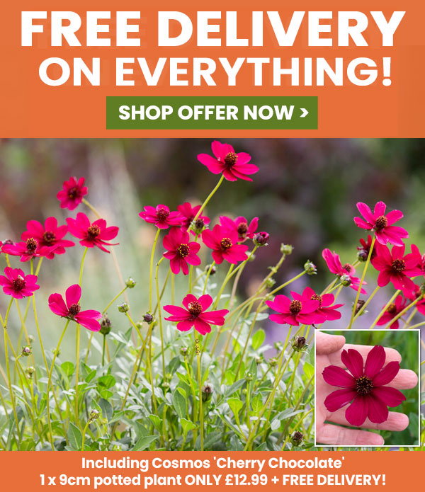 Free Delivery on Everything