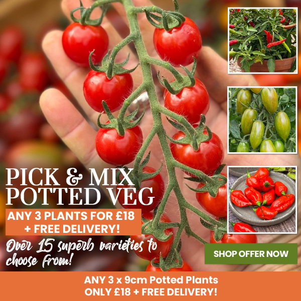 Potted Veg Mix & Match