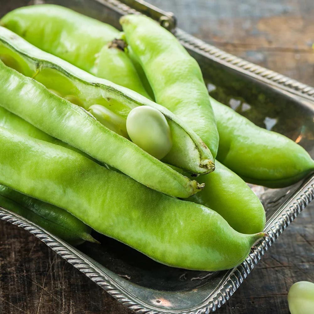 Broad Bean 'The Sutton'