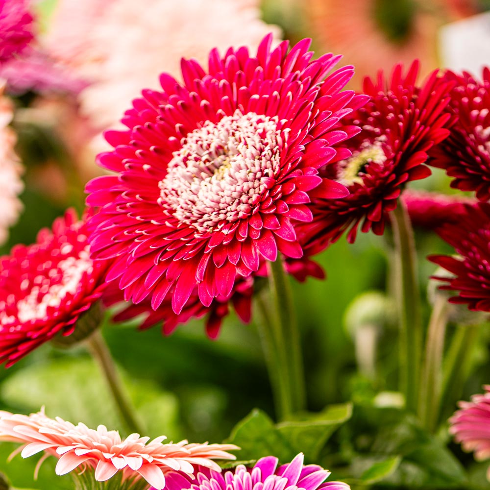Gerbera 'Majestic Burgundy'