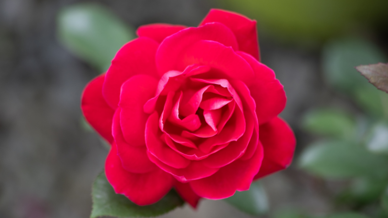 Closeup image of a large bloom on the Red Double Knock Out® Rose