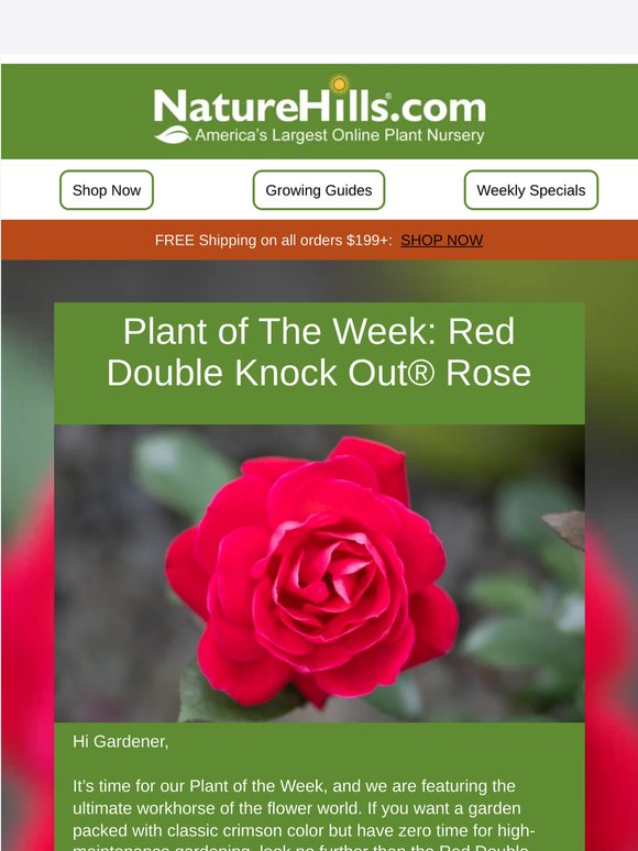 Plant of the Week: The Unstoppable Red Double Knock Out® Rose (60% OFF!)