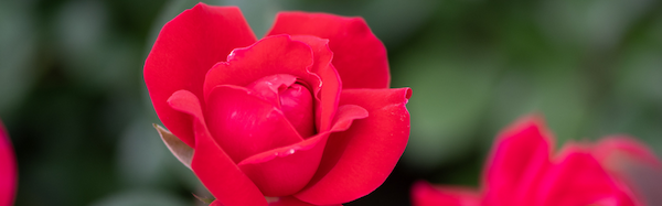 Closeup image of a small bloom on the Red Double Knock Out® Rose