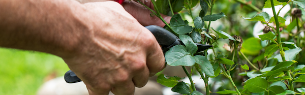 Person pruning their rose bush with clippers in the garden.
