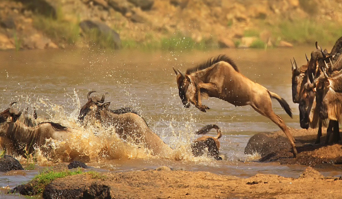 Kenyan Safari